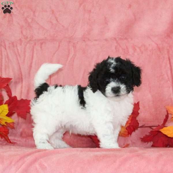Danny, Bich-Poo Puppy